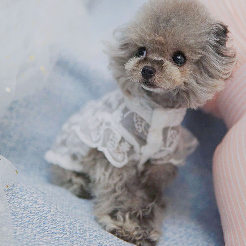 White Lace Princess Dog Weedin - Xl Summer Clothing ulasan dan harga