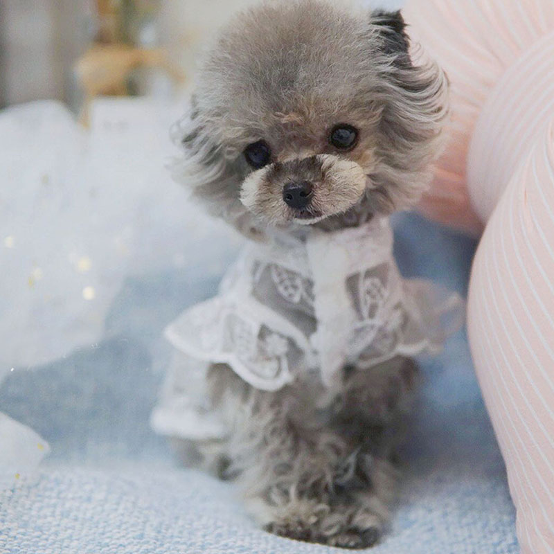 White Lace Princess Dog Weedin - Xl Summer Clothing ulasan dan harga